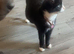 Very affectionate cat.