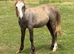 Welsh a type yearling
