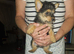 Jack Russell's puppies