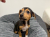 Traditional print Jack Russel boy puppy