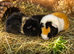 2x Female Guinea pigs