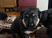 German shepherd x Rottweiler puppies