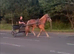 Rising 3 flashy mare 15h