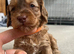3 x Toy F2 Cockapoo puppies left!