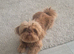 Molly shih tzu needs a new home KC Registered