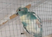 blue cream pied hen