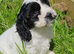 Beautiful cockapoo x cavalier puppies for sale
