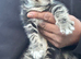Stunning litter of Ragdoll x Bengal kittens ready now