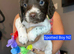 Gorgeous English Springer Spaniel Puppies 2x boys left