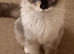 Ragdoll looking for a forever home