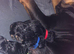 Chuncky puppies
