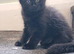 Kittens ready now