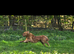 Golden retriever stud