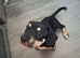 Beautiful Bulldog × Lurcher/Jack Russell Cross Puppy – Ready