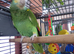 Amazon (barbadensis) and cage