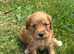 Red cockerpoo pups