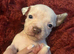READY TO LEAVE Staffie puppies