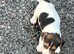 Jack Russell puppies