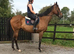 ***REDUCED Stunning big Irish TB gentleman 17h full up 11yo Irish TB gelding RORE