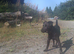 Patterdale bitch 6 months old