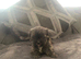 Shitzue puppies