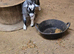 Female Pygmy goats for sale