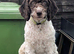 Spanish Water Dog RKC register