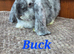 FRENCH LOP BABIES - READY FOR THEIR FOREVER HOMES