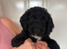 Sproodle puppies