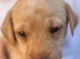 Gorgeous girl Labradors