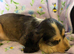 Stunning Show Type Cocker Spaniel Puppies Ready Now