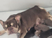 Health test clear french bulldog puppy