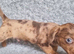 Dachshund x puppies
