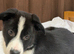Baby Border Collie Only one available