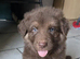 Rare chocolate and tan plus Blue GSD