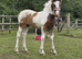 Wanted Sole use field for ponies in the wareham, bere regis, wool area.