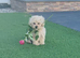 Quality stunning teddy faced Asian Maltipoo