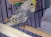 Bonded pair violet budgies & a spare female