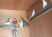 3 baby Golden Mantle Rosellas for sale