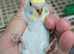 Baby budgies