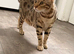 PURE BREED BENGAL FEMALE CAT