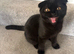 Scottish fold