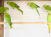 Beautiful young Indian ringneck parrots for sale.