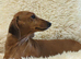 4 miniature dachshund puppies