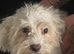 Small Maltese’s girl 6 half mths