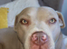Bully breed