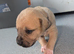 Adorable Cane corso, mixed mastiff puppies