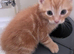 5 kittens on sale &pound;100 each