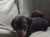 Dachshund Puppies for Sale