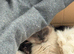 Beautiful ragdoll cross kittens